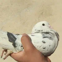 با سلام یه ماده که تو عکس مشخصه ازم رفته