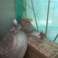 شهر قایم کفتر گم کردم