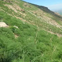 یونجه کوبیده و آماده ...در حدود چهارتن