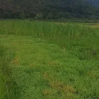 زمین مسکونی و ویلایی باسند تک برگ مسکونی