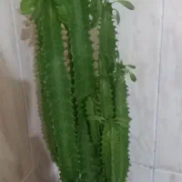 گل کاکتوز وگلدان سفالی
