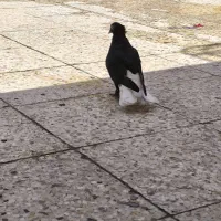 کبوتر