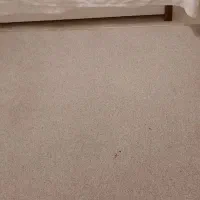 پالاز موکت