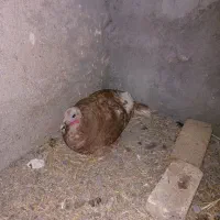 بوقلمون کرچ