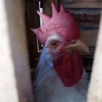 خروس سفید ماشینی