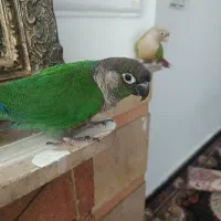 مولدگرینچیگ