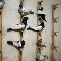 دسته کبوتر یا کفتری