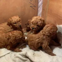 سگ پودل واکسینه نشدن انگل تراپی شدن