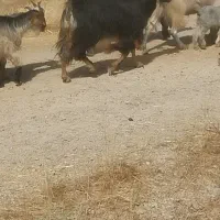 ۵۰ راس بز چاق درجه ۱