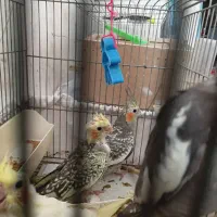 فروشی  جوجه عروسی هلندی