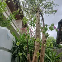گل کاغذی بنفش