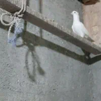 کفتر|پرنده|میناب, |دیوار