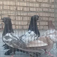 جوجه سیندار و سر سفید