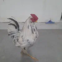 خروس و مرغ
