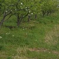 فروش باغ در روستای گرنگاه مسیرلوارقیمت تو توضیحات