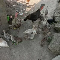بوقلمون محلی