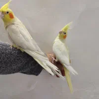 یه جفت عروس هلندی دستی تخم گذار همراه یه قفس بزرگ