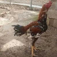 تخم  لاری نطفه دار