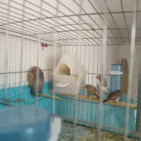 فنج فنچ