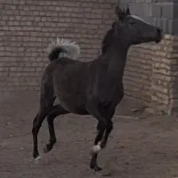 کره و مادیان ترکی شجره دار