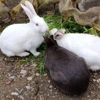 3 عدد خرگوش بازیگوش 2 نر و 1 ماده