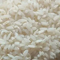 برنج چمپای میداود شرطی از کشاورز