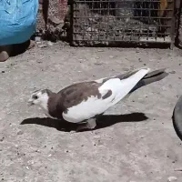 تعداد دو کفتر جوانه.