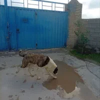 ماده آلابای