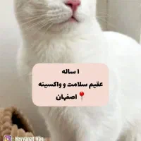 گمشده