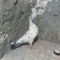 کفتر چهارتا باهم