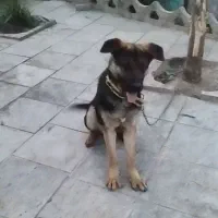 سگ توله ژرمن شپرد