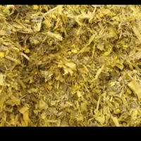 فروش ذرت علوفه