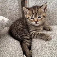 فروش بچه گربه بریتیش