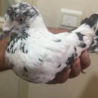 کبوتر سوسکی نر