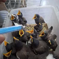 جوجه مینا افغان