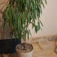 درختچه