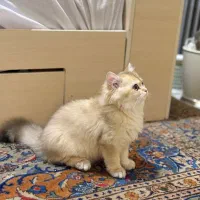 بریتیش لانگهیر نر