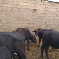 دو گاومیش،با دو گوساله برای فروش