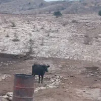 ۴ عدد گاو به سرقت رفته