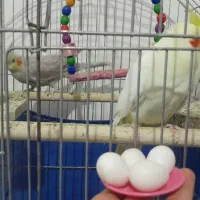 عروس هلندی مولد