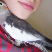 گمشده