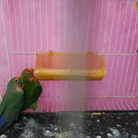 کوتوله فقط و فقط معاوضه با جوجه گرنجیک