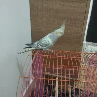 عروس هلندی