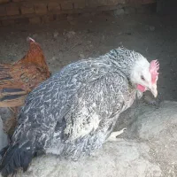 حراج مرغ محلی  تخم گذار