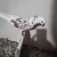 کبوتر نر