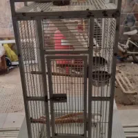 قفس پرنده