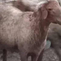 بره و کهره نر
