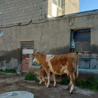 سیمنتال مونت شیری گوسالش ماده.ادرس خود مراغه