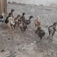 مرغ خانگی کرک