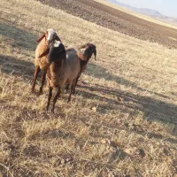 ۳عد بر ماده خوشگل